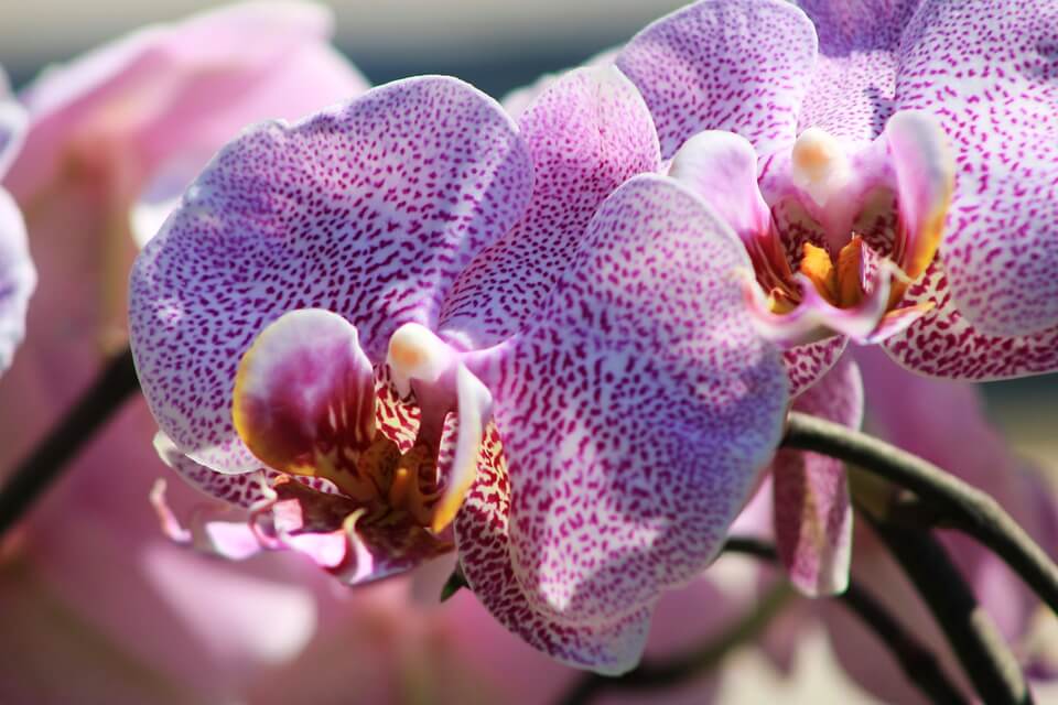 Negovanje orhideja