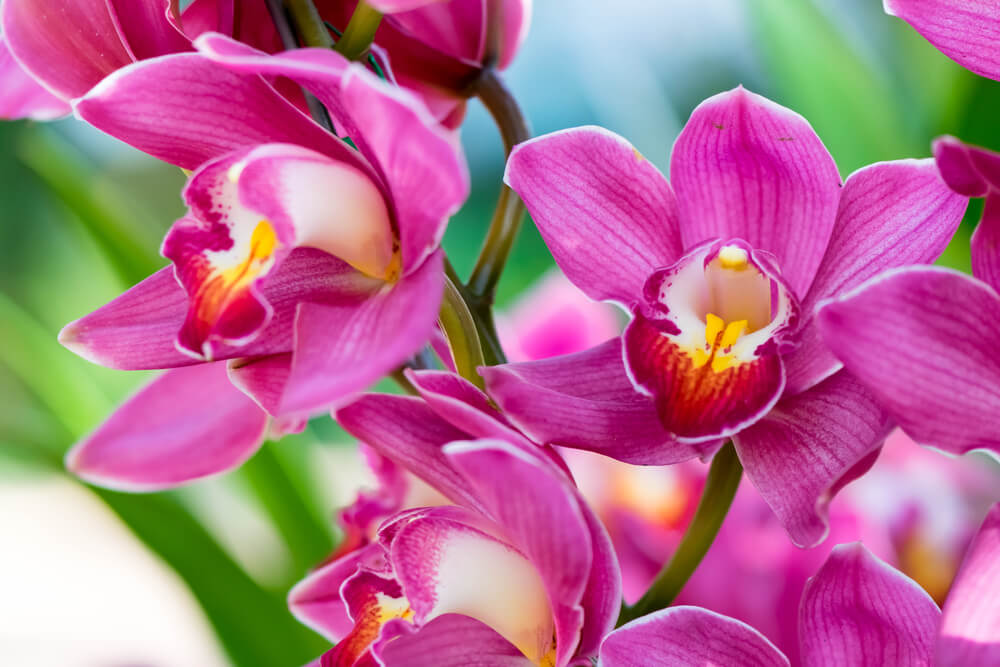 saveti za negu orhideja Cvećara Jelena 1