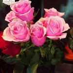 Baby roze ruža