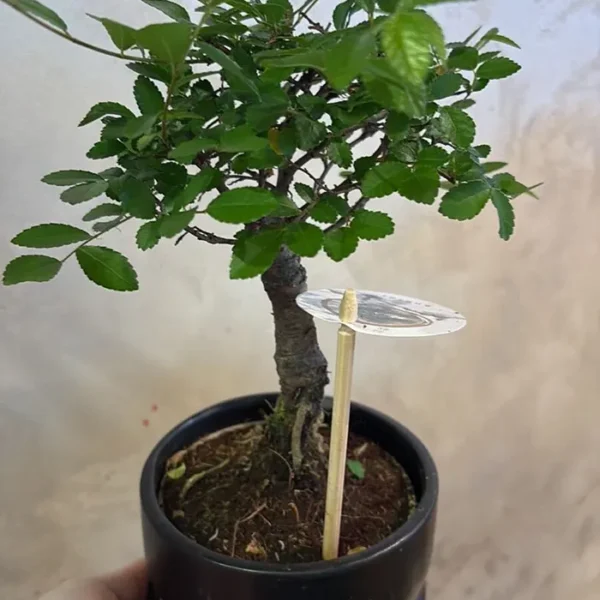 Bonsai crni
