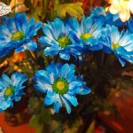 Margareta plava