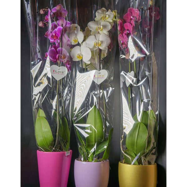 Orhideje u raznim bojama