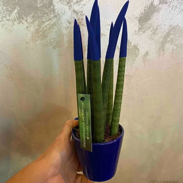 Sanseveria plava