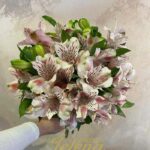 Bidermajer Alstromeria
