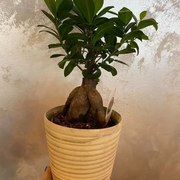 Bonsai Ginseng