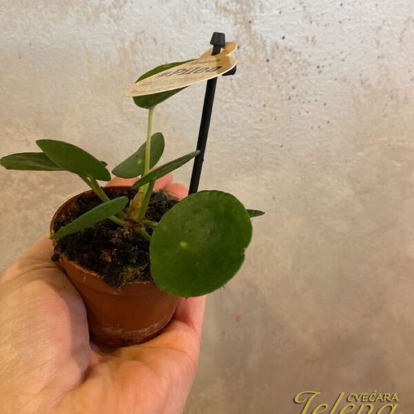 Pilea