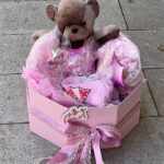 Baby program - Box It's a Girl