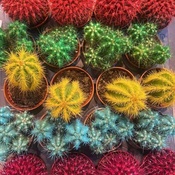 Kaktusi u boji - Komad