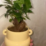 Bonsai Ginseng Tree