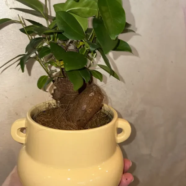 Bonsai Ginseng Tree