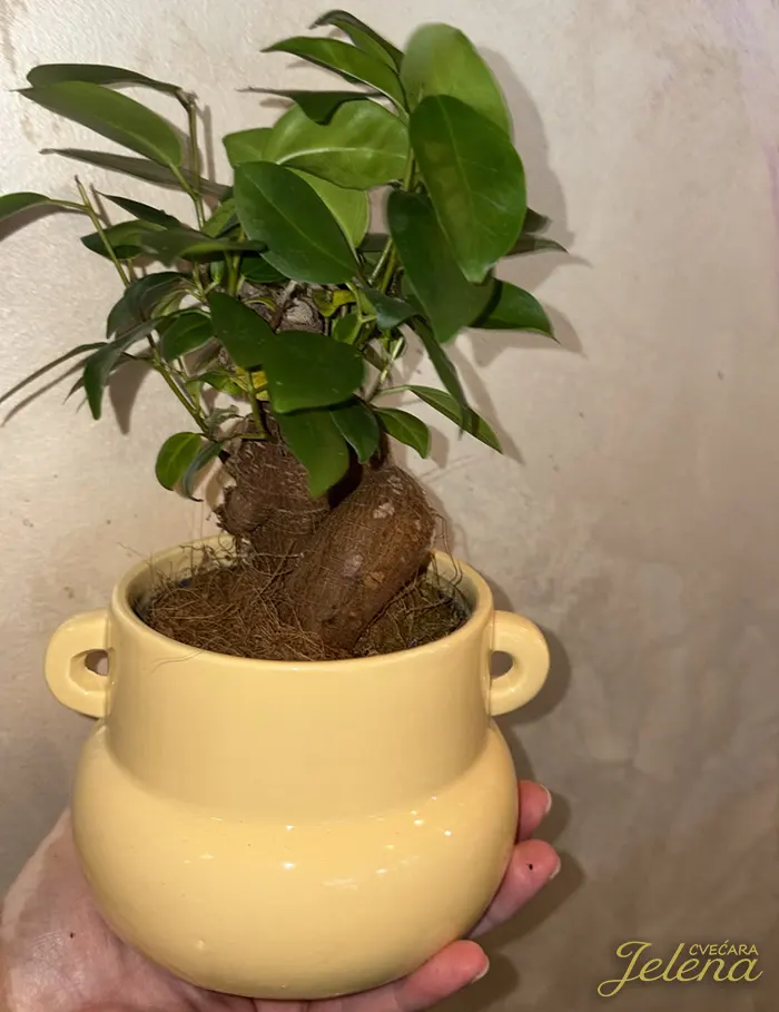 Bonsai Ginseng Tree Cvećara Jelena Bonsai Ginseng Tree
