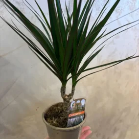 Dracena