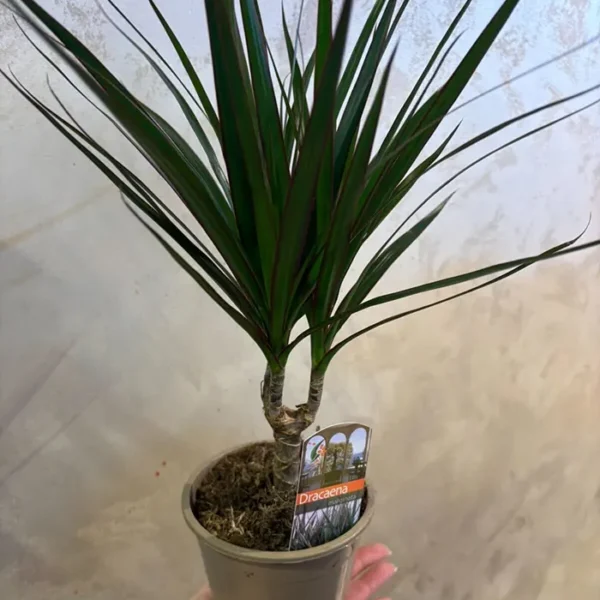 Dracena