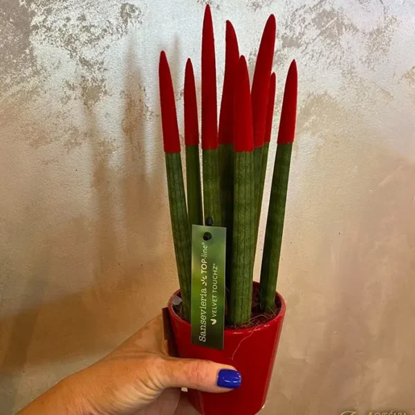 Sanseveria crvena