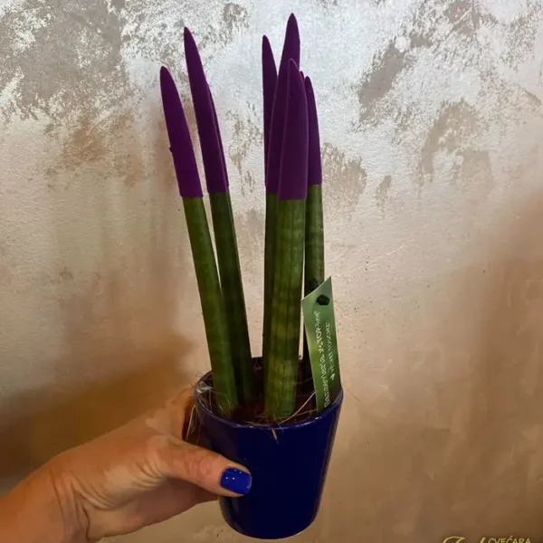 Sanseveria ljubičasta