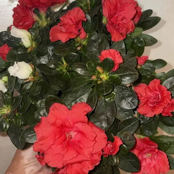 Azalea - Rododendron