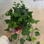 Hedera