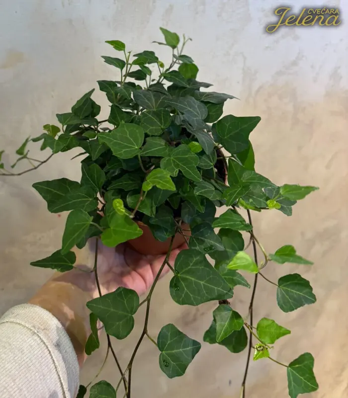 Hedera Hedera