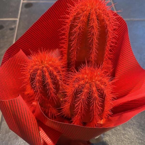 Kaktus - Crveni