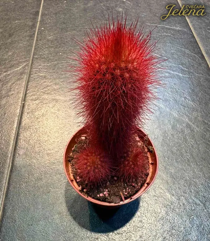 Kaktus - Crveni Cvećara Kaktus - Crveni
