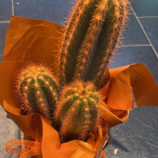 Kaktus - Narandžasti
