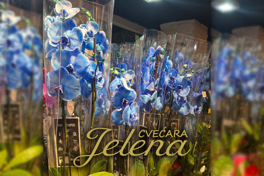 Plava orhideja kao poklon