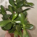 Crasula