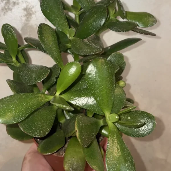 Crasula