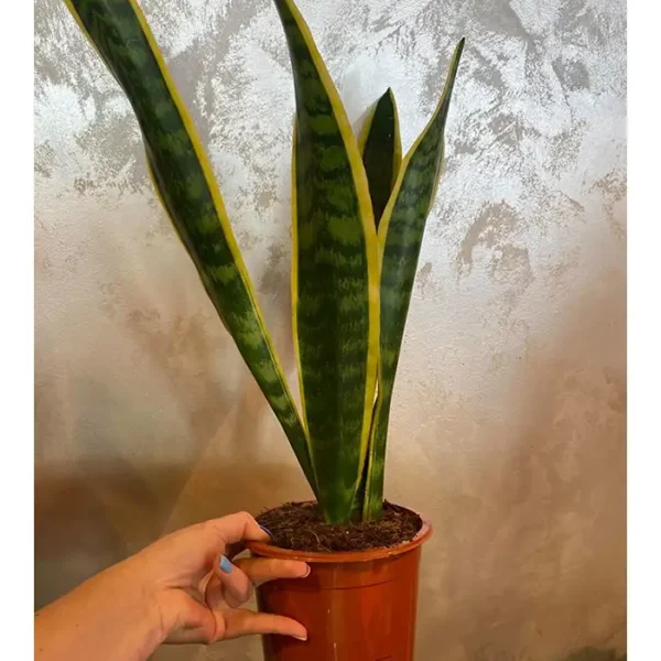 Sanseveria