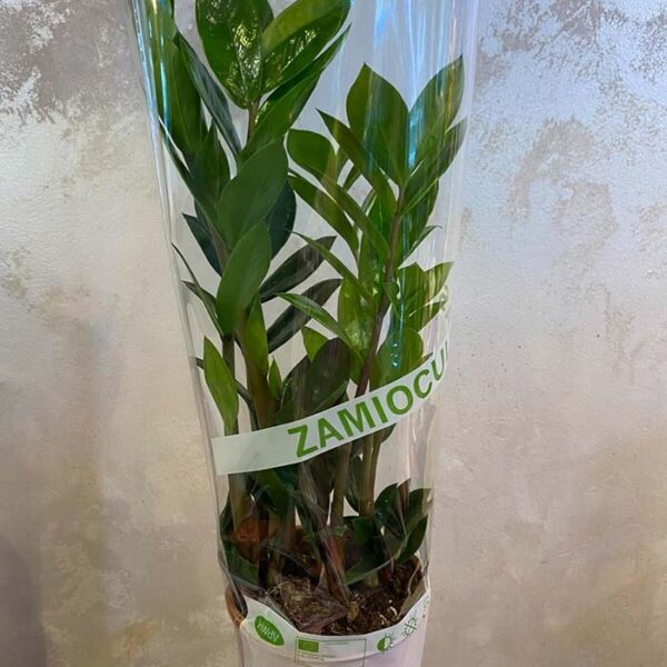 Zamija - Zamioculcas