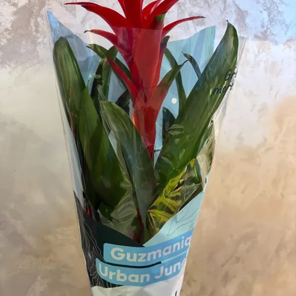 Guzmania