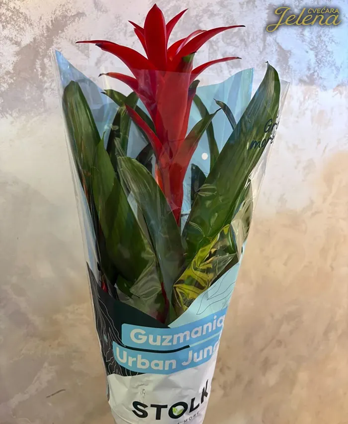 Guzmania Guzmania