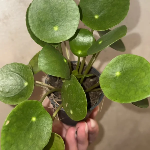 Pilea - Kineski dolara