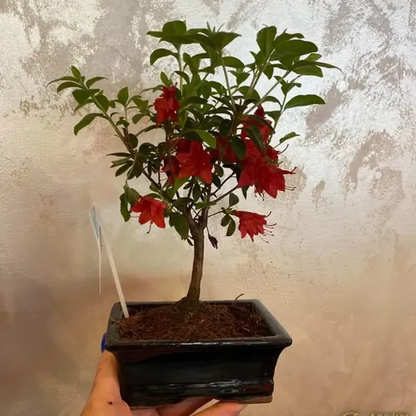 Bonsai Drvo