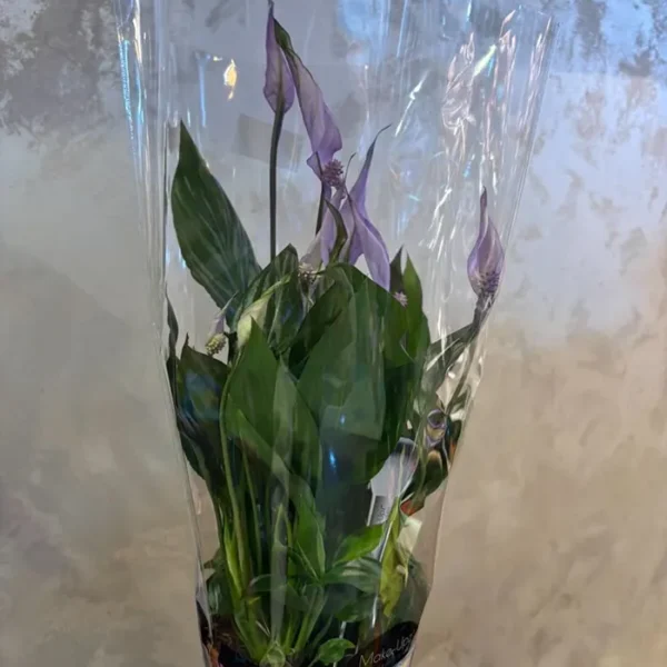 Spatifilum ljubičasti