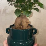 Bonsai Ginseng