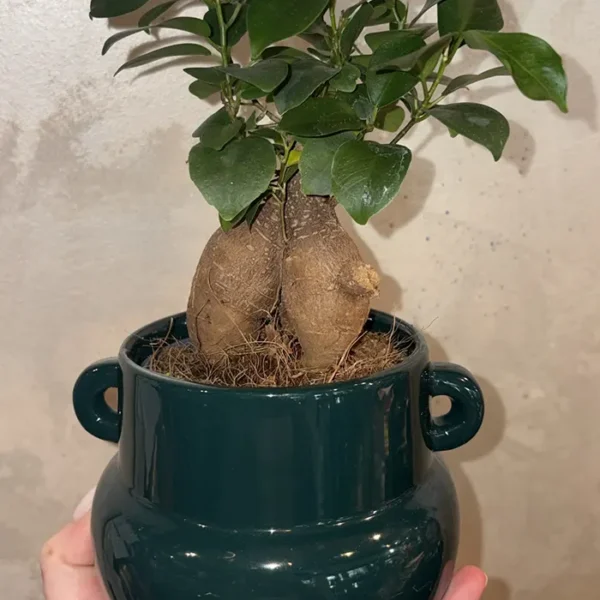 Bonsai Ginseng