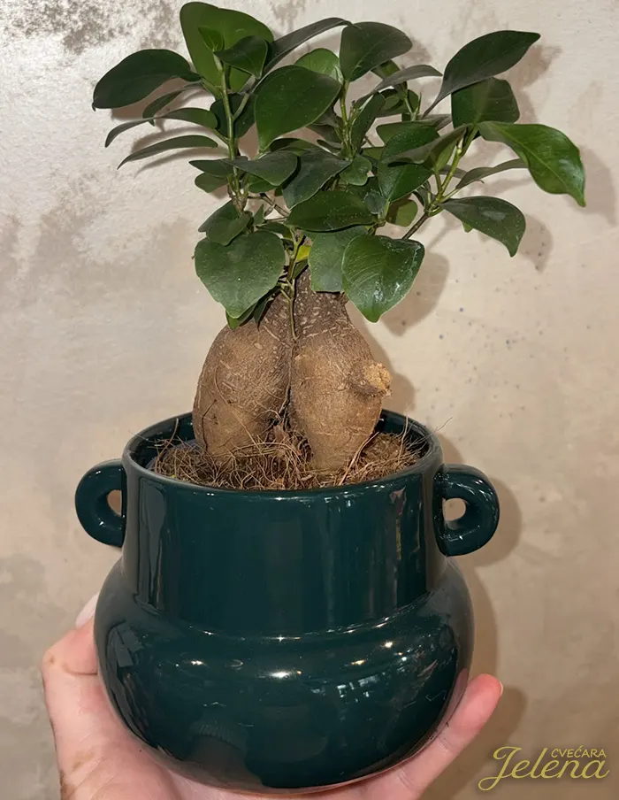 Bonsai Ginseng Cvećara Jelena Bonsai Ginseng