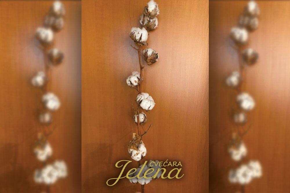 Grana pamuka - Nežan detalj sa značenjem