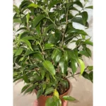 Ficus Kinky