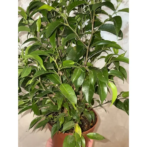 Ficus Kinky