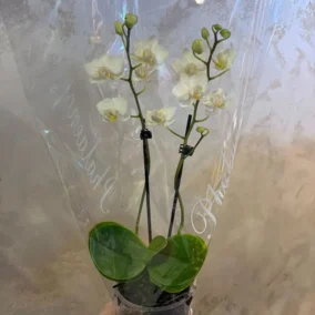 Mini orhideja - Mini saksijsko cveće