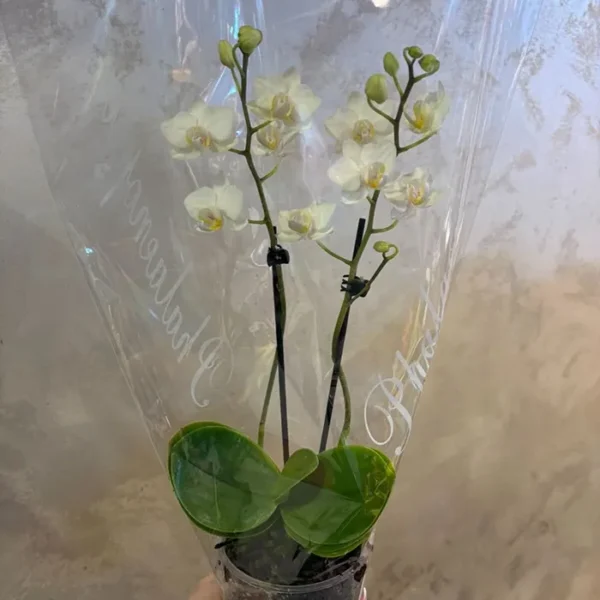 Mini orhideja - Mini saksijsko cveće