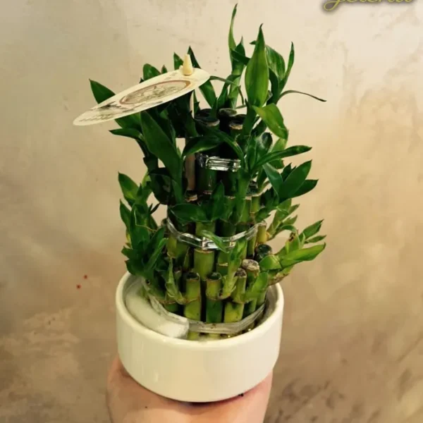 Bambus 3 ring - Ukrasne sobne biljke