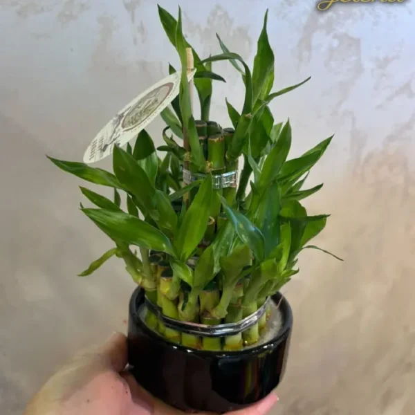 Bambus 3 ring - Crni - Ukrasne sobne biljke