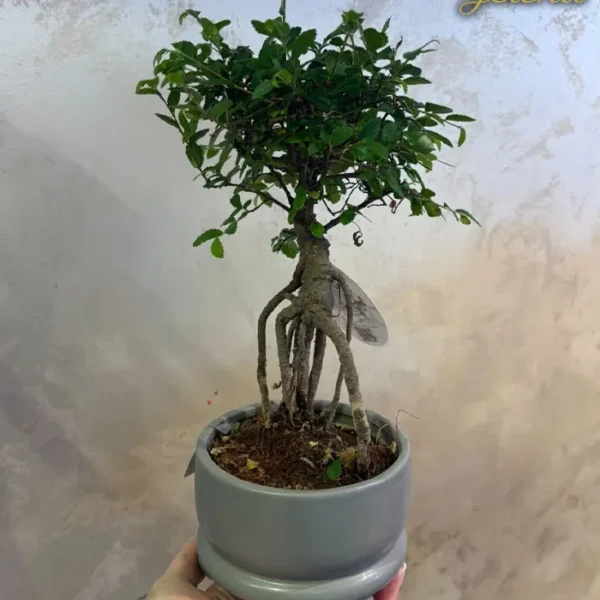 Bonsai