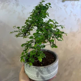 Bonsai Drvo