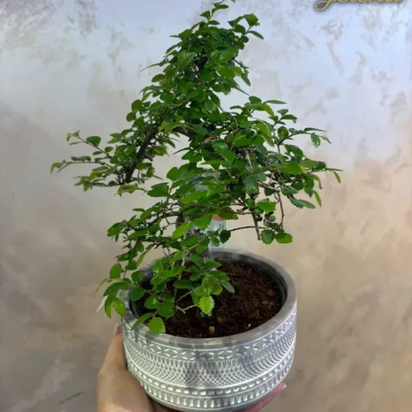 Bonsai Drvo
