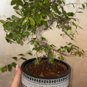 Bonsai tree