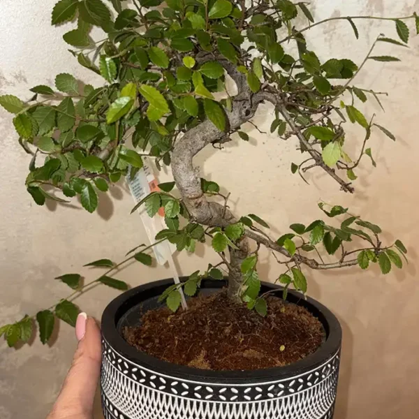 Bonsai tree